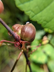 Ampelomyia vitispomum