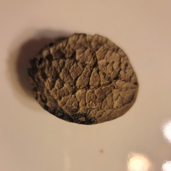 Calatola costaricensis