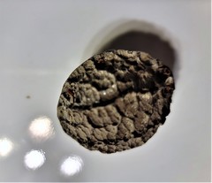 Calatola costaricensis