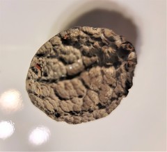 Calatola costaricensis