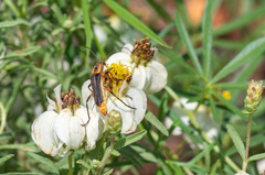 Chauliognathus obscurus