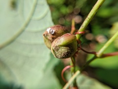 Ampelomyia vitispomum