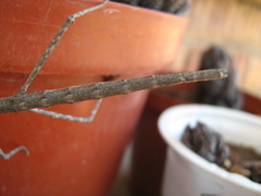 Phalces