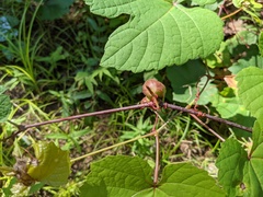 Ampelomyia vitispomum