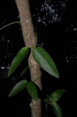 Vincetoxicum anomalum