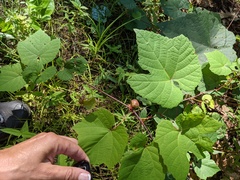 Ampelomyia vitispomum