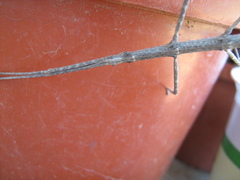 Phalces