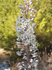 Drimia pancration