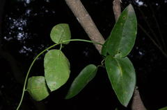 Vincetoxicum anomalum