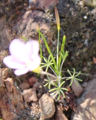 Oxalis zeyheri
