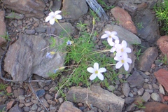 Oxalis zeyheri