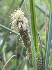 Carex clavata