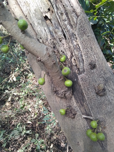 Image of Ficus polita by (c) Rosemary Harrison, some rights reserved (CC BY-SA)