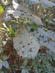 Bathysa australis
