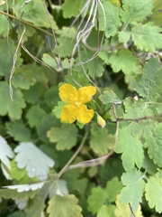 Chelidonium majus