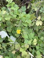 Chelidonium majus