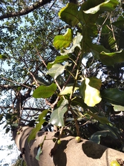 Ficus polita