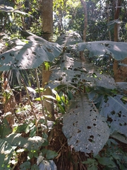 Bathysa australis