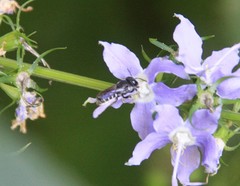 Megachile campanulae