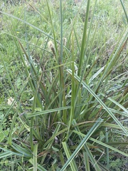 Carex clavata