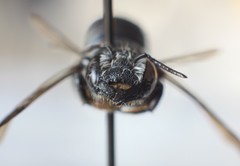 Megachile campanulae