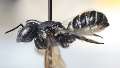Megachile campanulae
