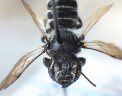 Megachile campanulae