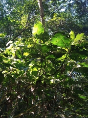 Bathysa australis