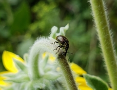 Haplorhynchites aeneus