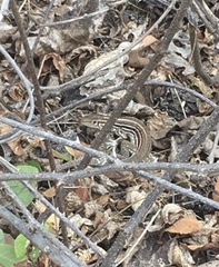 Medopheos edracanthus