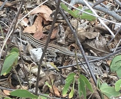 Medopheos edracanthus