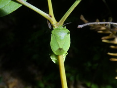 Chinavia pensylvanica