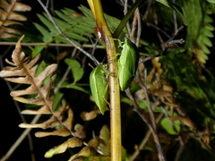Chinavia pensylvanica