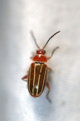 Disonycha conjugata