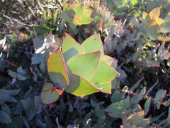 Protea amplexicaulis