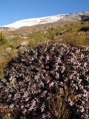 Protea amplexicaulis