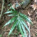 Pteris venusta - Photo (c) Allen Chen, some rights reserved (CC BY-NC), uploaded by Allen Chen