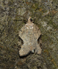 Acleris simpliciana