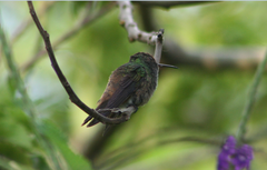 Saucerottia viridigaster