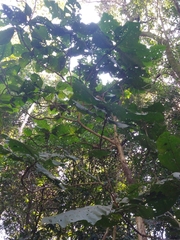 Bathysa australis