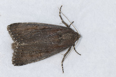 Nonagria typhae