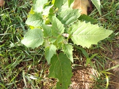 Physalis grisea