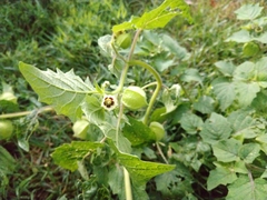 Physalis grisea