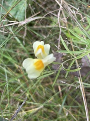 Linaria vulgaris