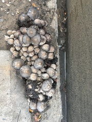 Coprinopsis variegata