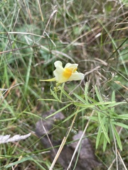 Linaria vulgaris