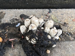 Coprinopsis variegata