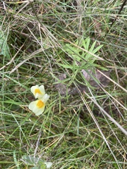 Linaria vulgaris