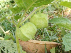 Physalis grisea
