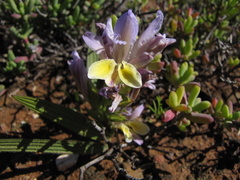 Babiana patula